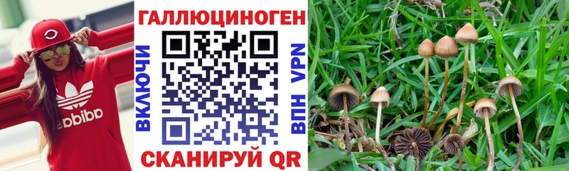 ОМГ ОМГ зеркало  что такое   Луза  Галлюциногенные грибы мухоморы 